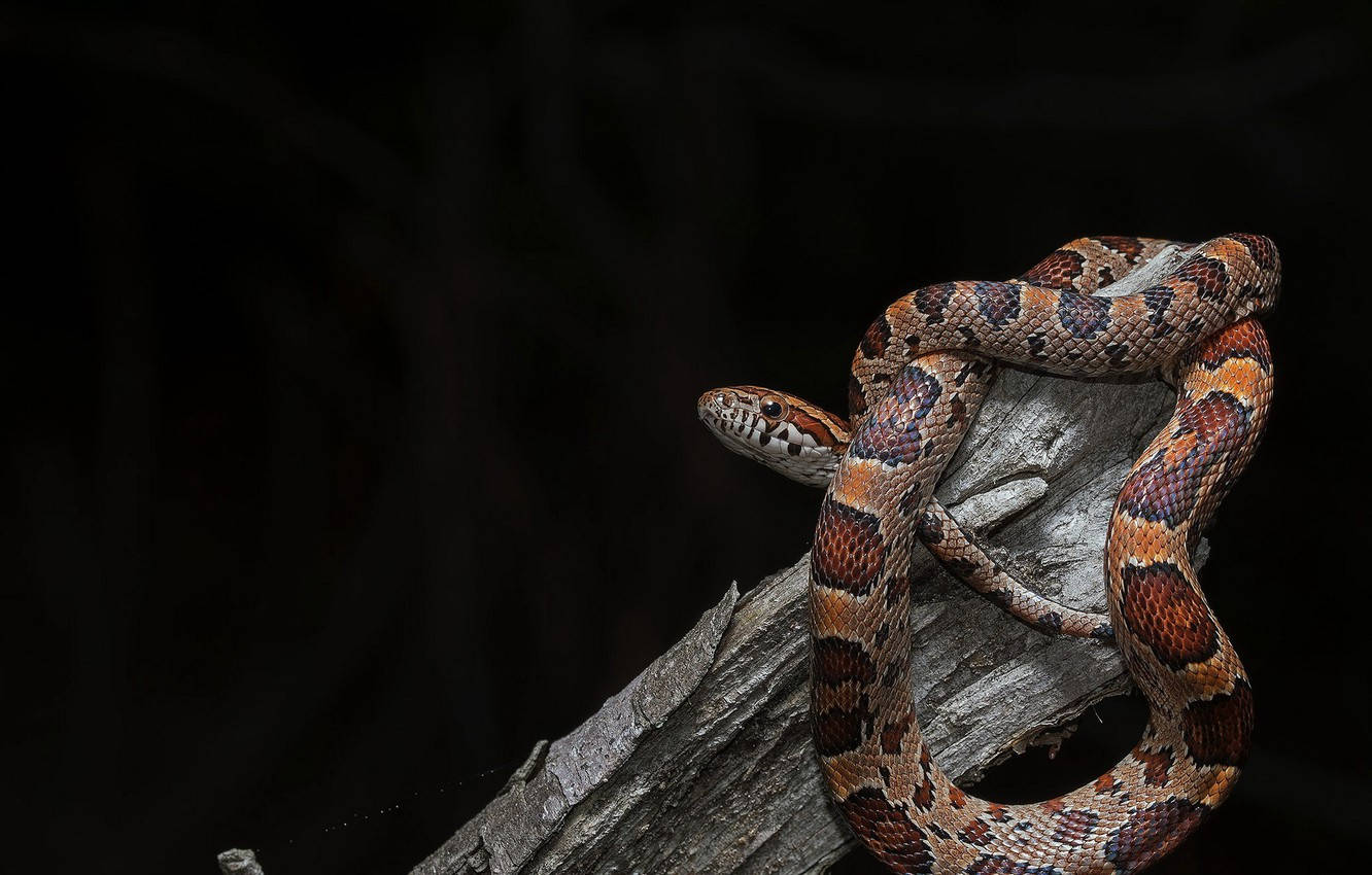 Corn Snake On Drift Wood Wallpaper