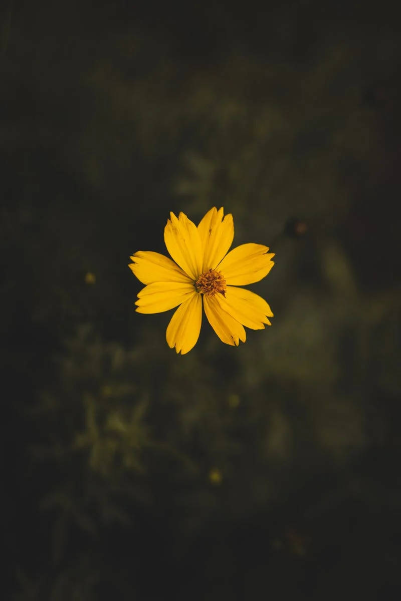 Cosmos Sulphureus Iphone Whatsapp Wallpaper