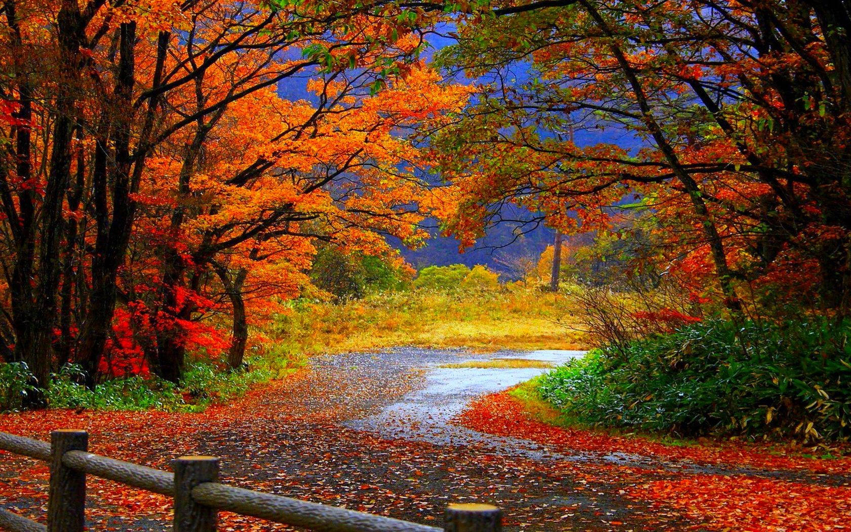 Country Road During Fall Wallpaper