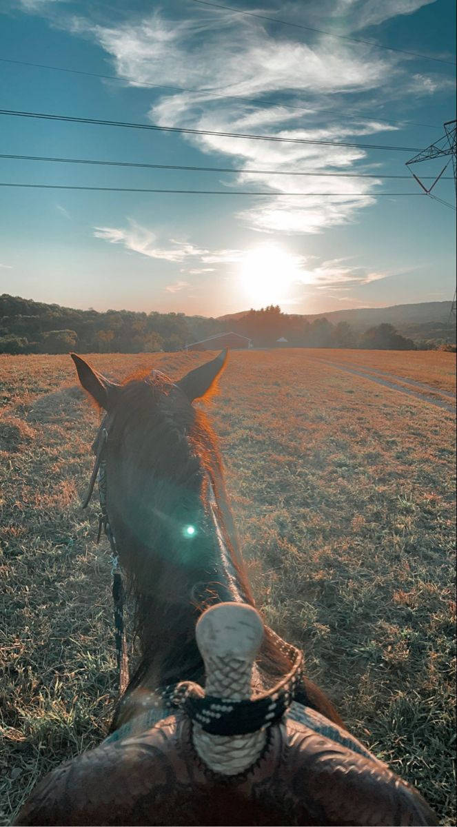 Country Western Horse First Person Wallpaper