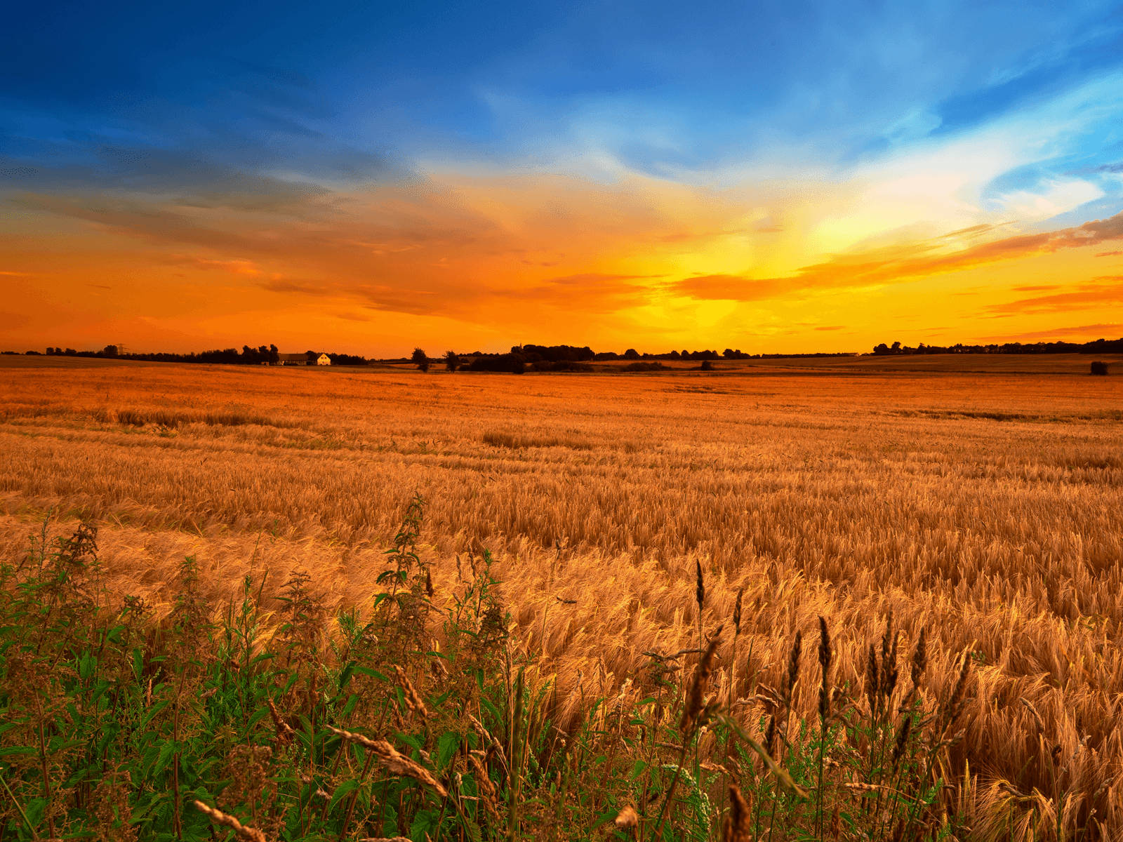Country Wheat Field Sunset Wallpaper