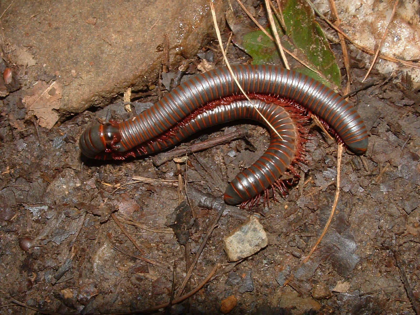 Coupling Millipede On Muddy Ground Wallpaper