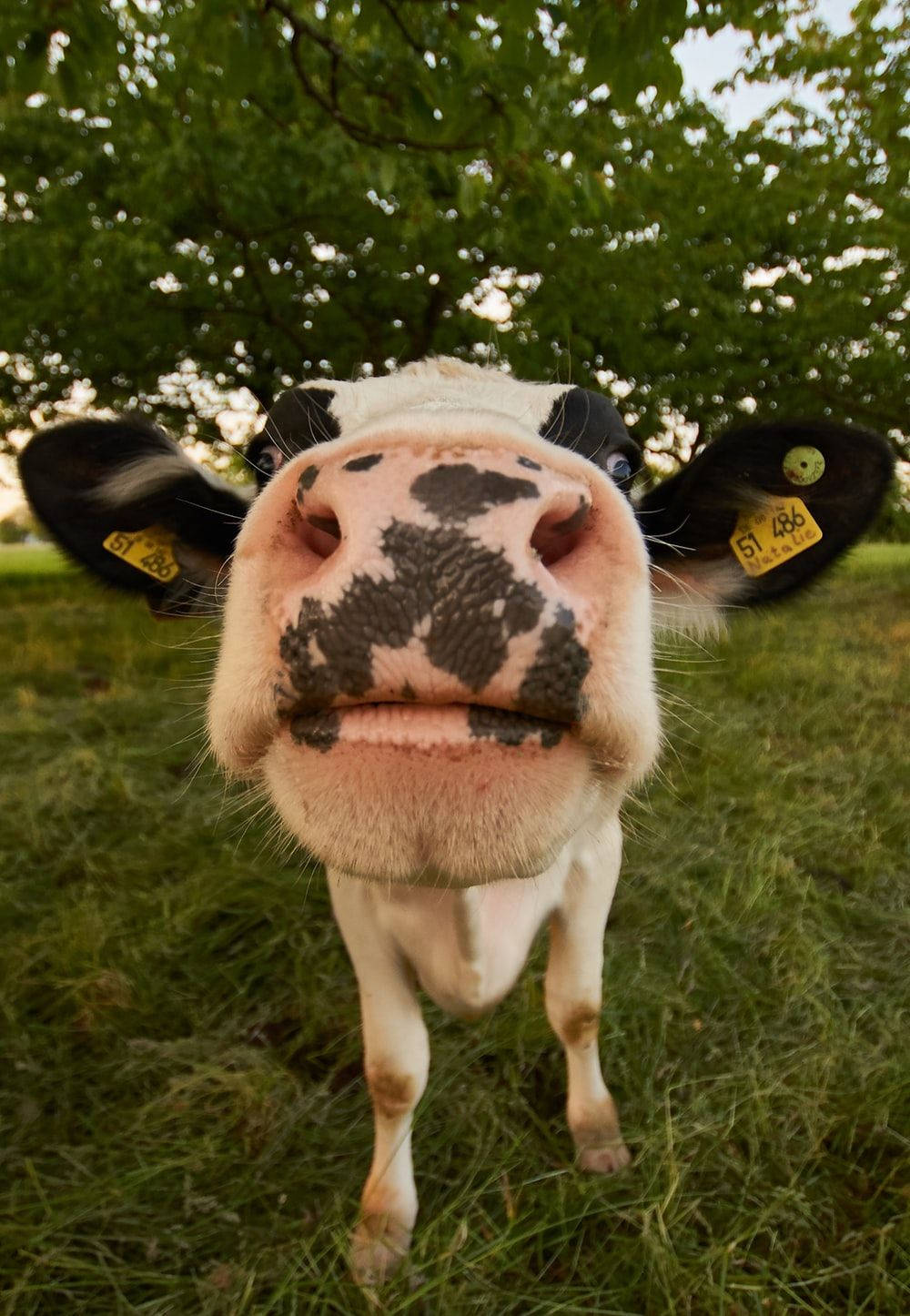 Cow Black Spots Nose Wallpaper