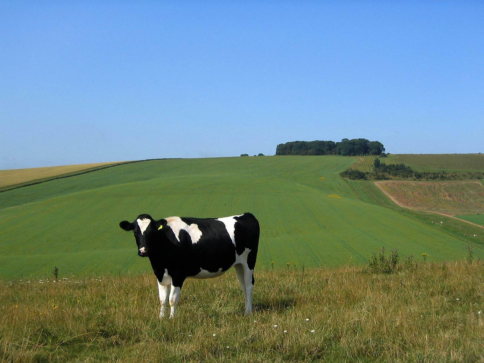 Cow In A Farm Field Wallpaper