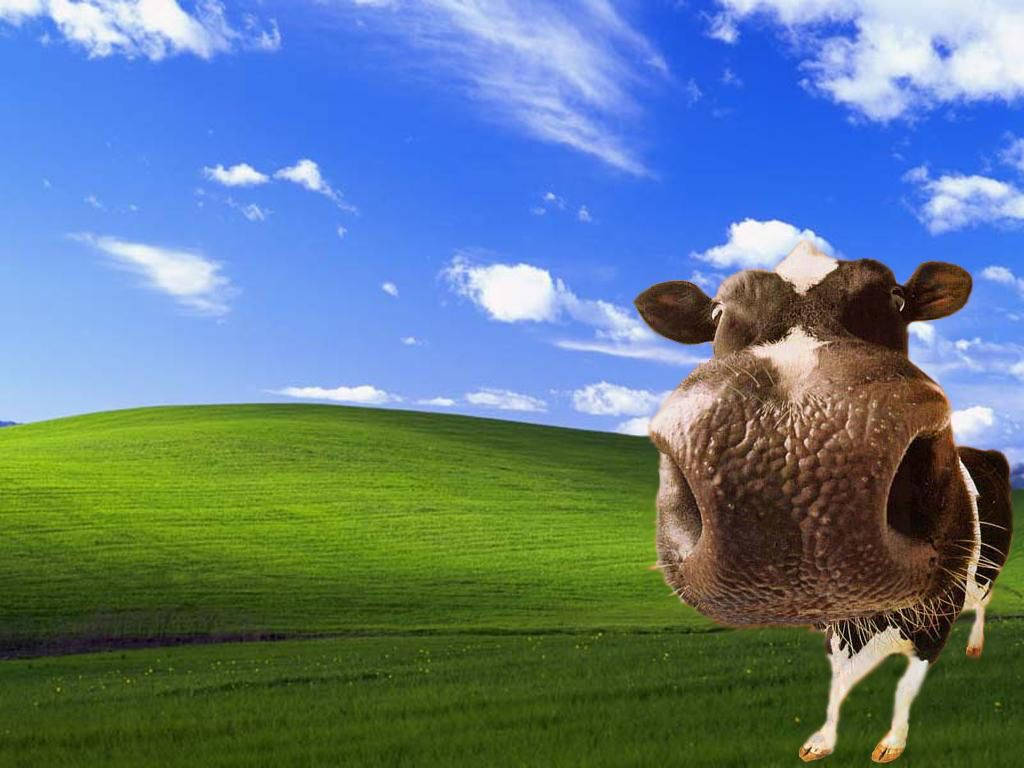 Cow Windows Xp Wallpaper