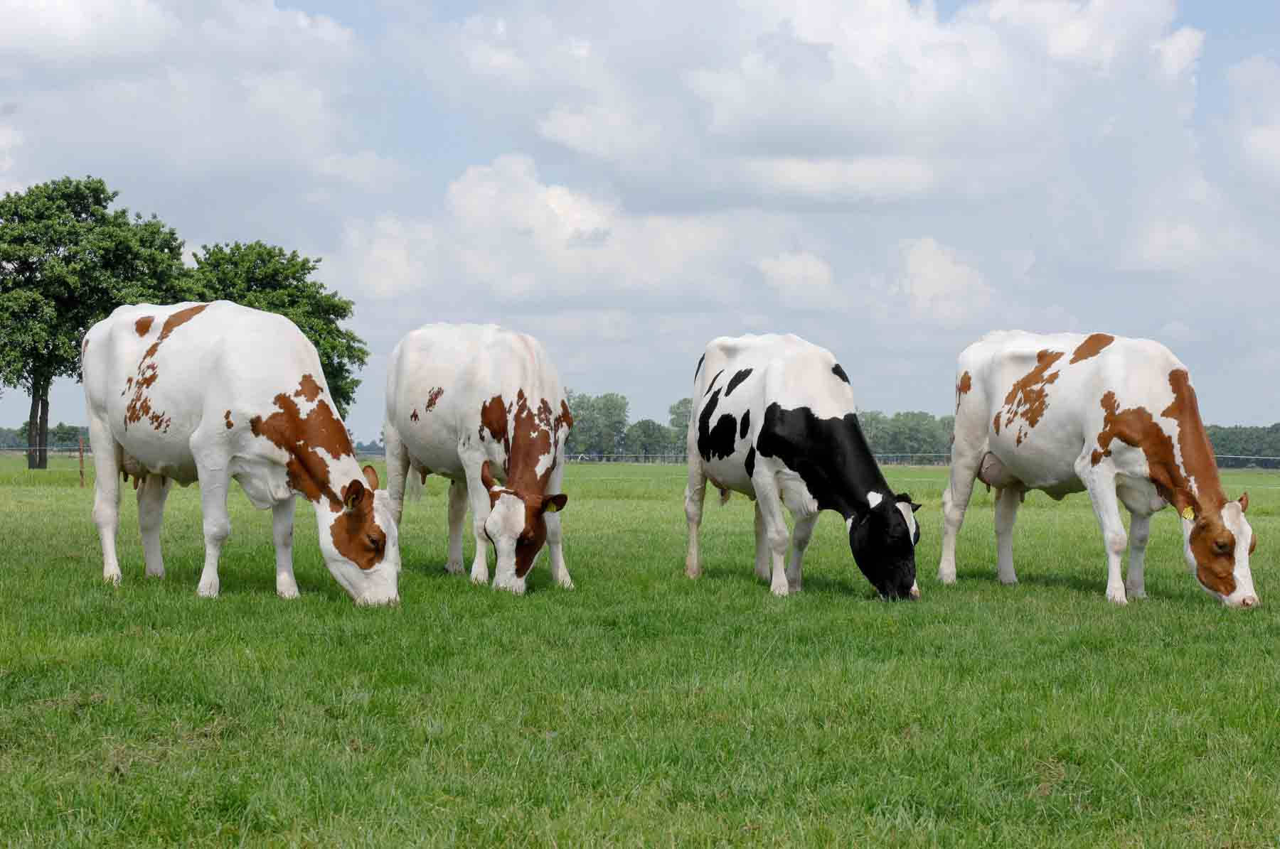 Cows Eating In Line Wallpaper