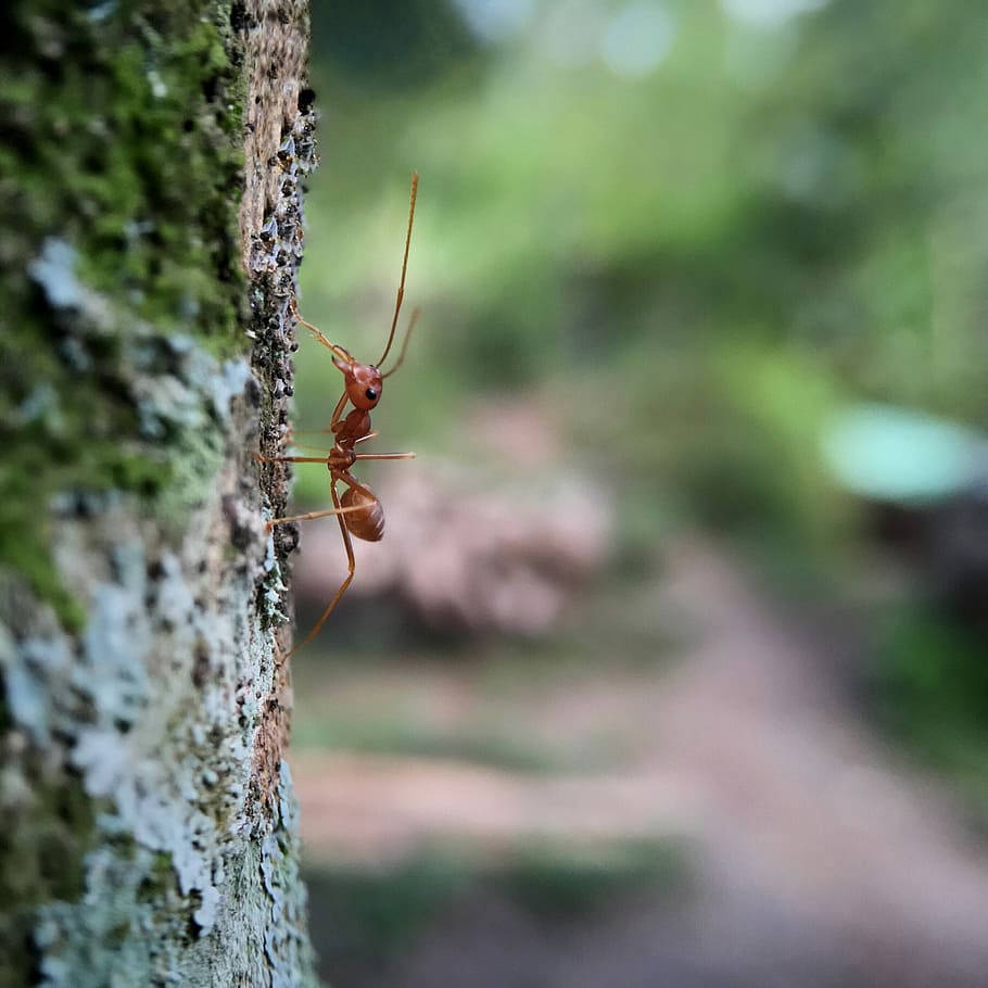 Crawling Ant Wallpaper