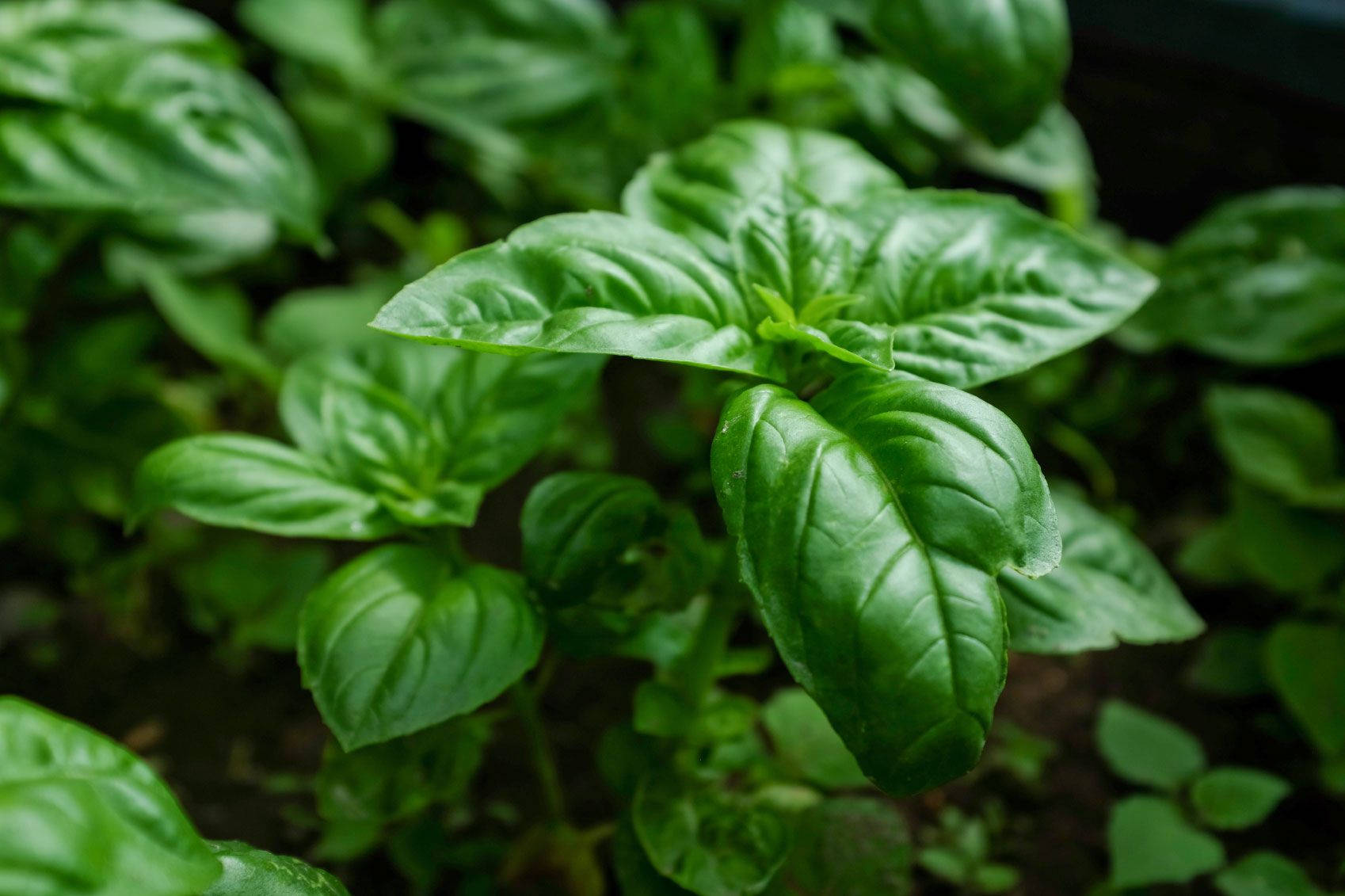 Crisp Green Basil Culinary Herb Wallpaper