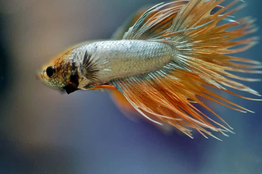 Crown Tail Betta Fish Side View Wallpaper