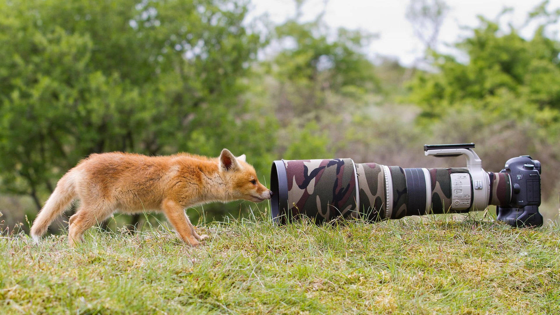 Curious Baby Fox Wallpaper