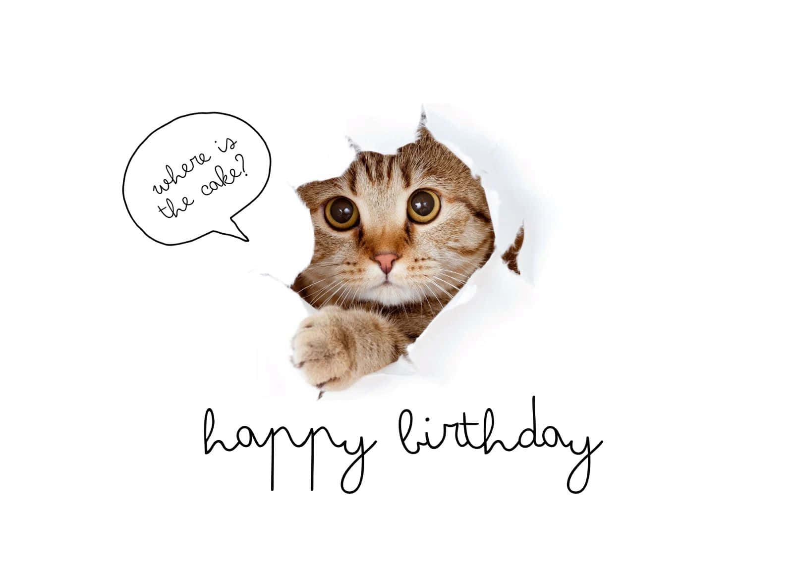 Curious Cat Birthday Greeting Wallpaper