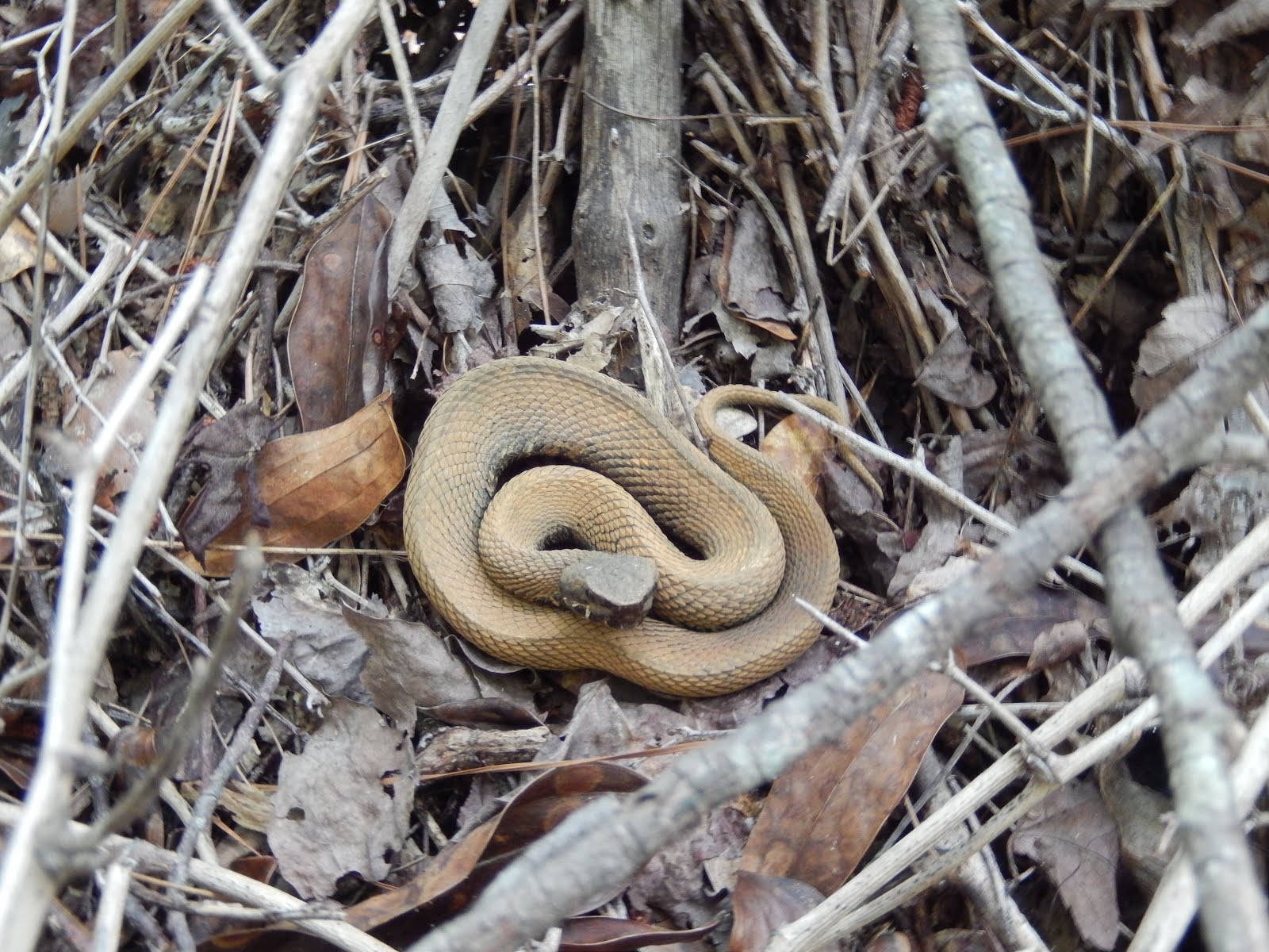 Curled Up Cottonmouth Wallpaper