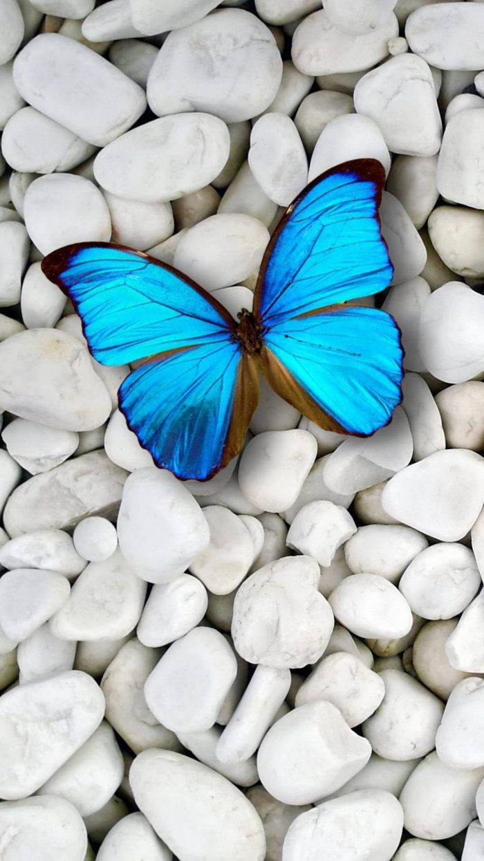 Cute 3d Phone Blue Butterfly Wallpaper