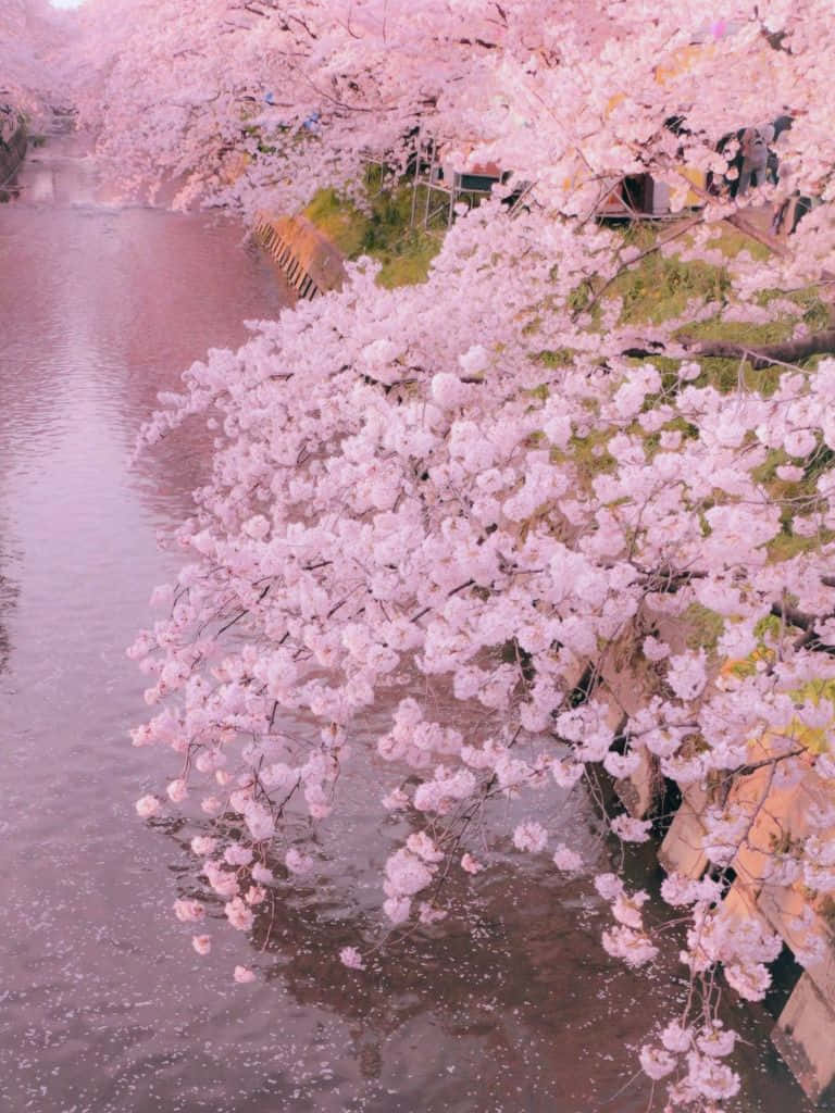 Cute Aesthetic Ipad Pink Cherry Blossoms Wallpaper