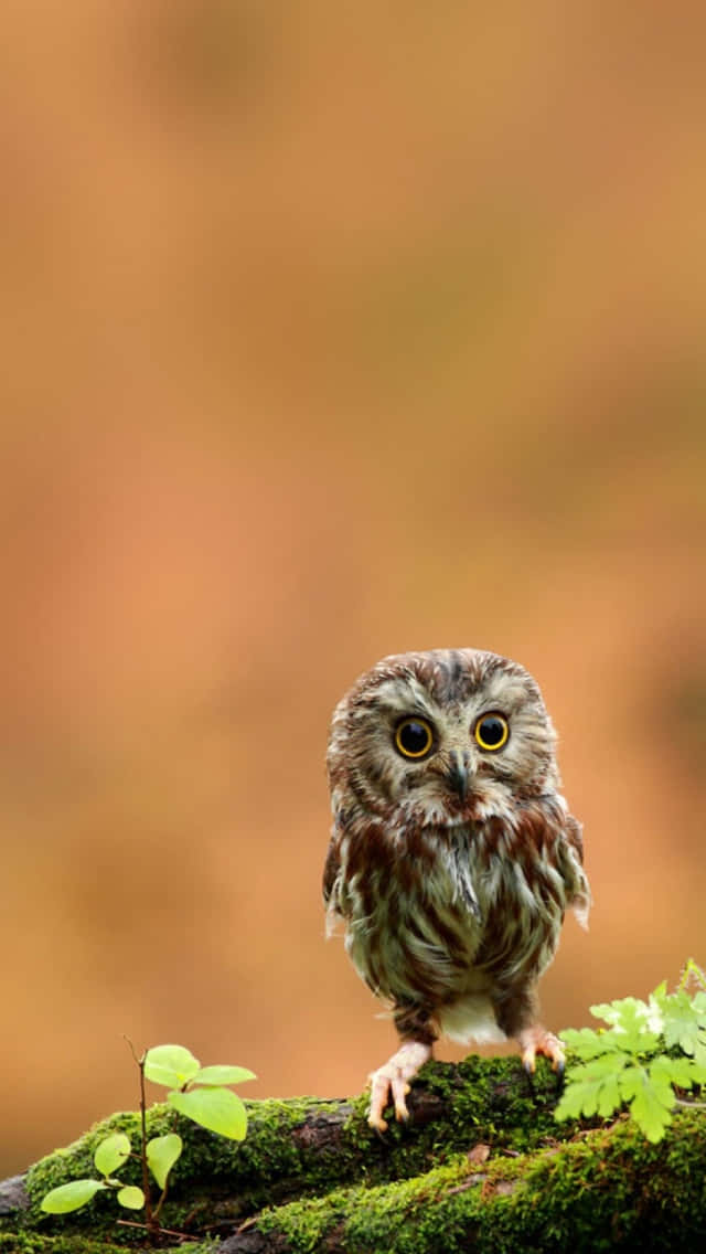 Cute And Tiny Baby Owl Phone Wallpaper