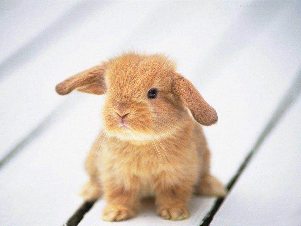 Cute Animal Brown Bunny Wallpaper