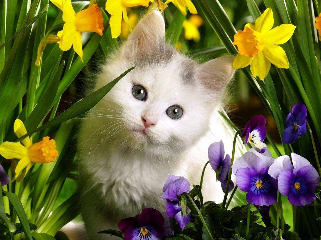 Cute Animal Cat Daffodils And Pansy Wallpaper