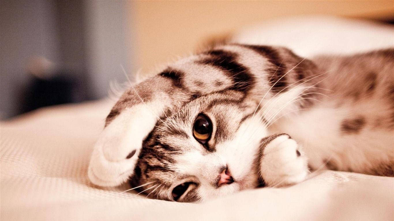 Cute Animal Cat On Bed Wallpaper