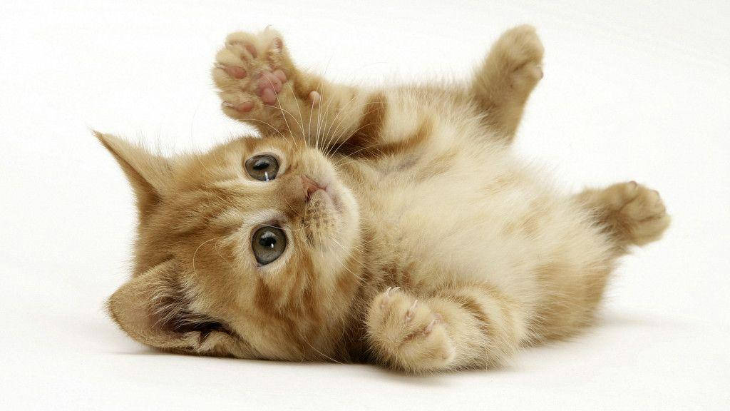 Cute Animal Playful Cat Wallpaper