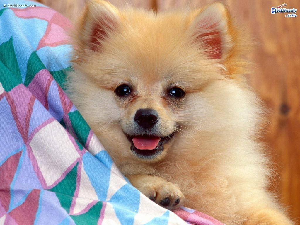 Cute Animal Pomeranian Dog Wallpaper