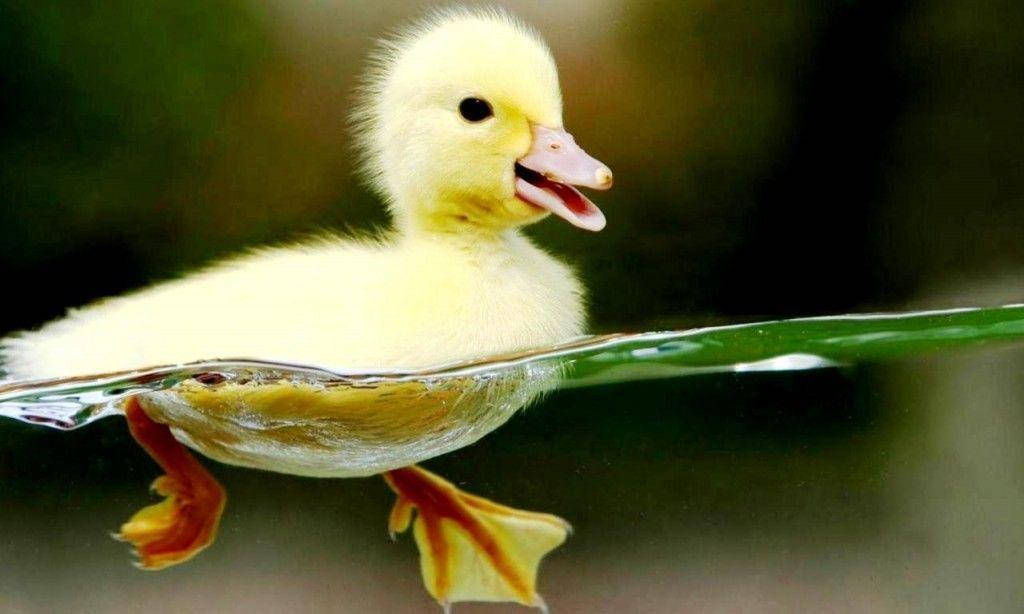 Cute Animal Yellow Duckling Wallpaper