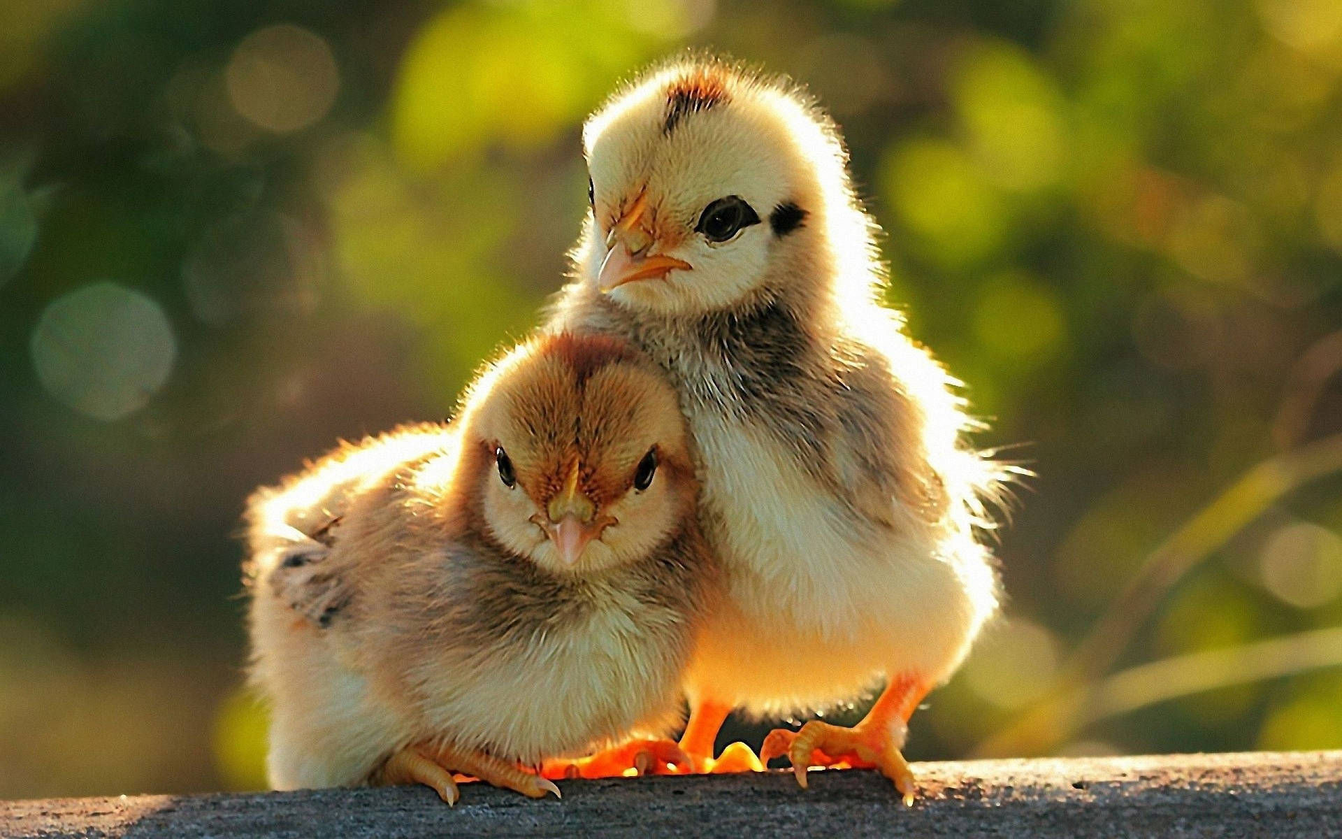 Cute Baby Chicks Animal Wallpaper