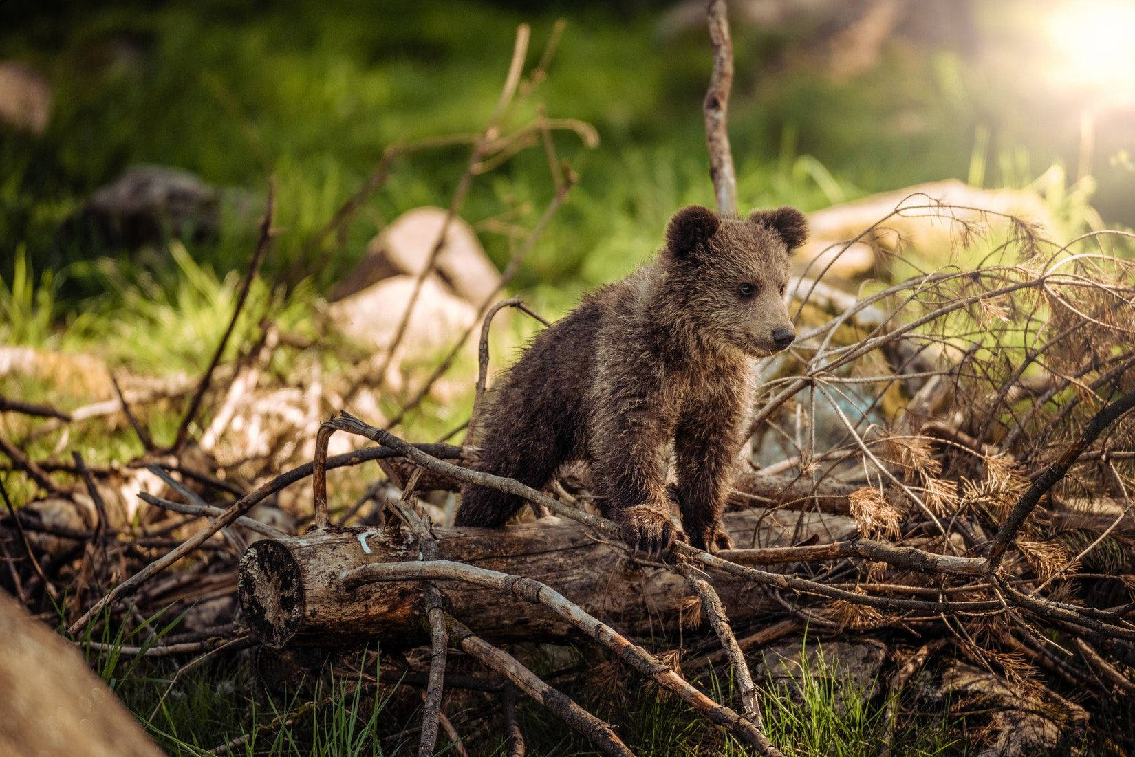 Cute Bear Cub In The Wild Wallpaper
