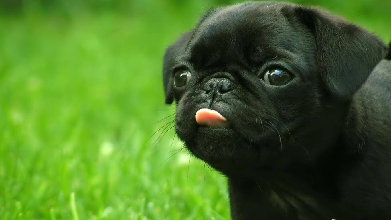 Cute Black Puppy Tongue Out Wallpaper
