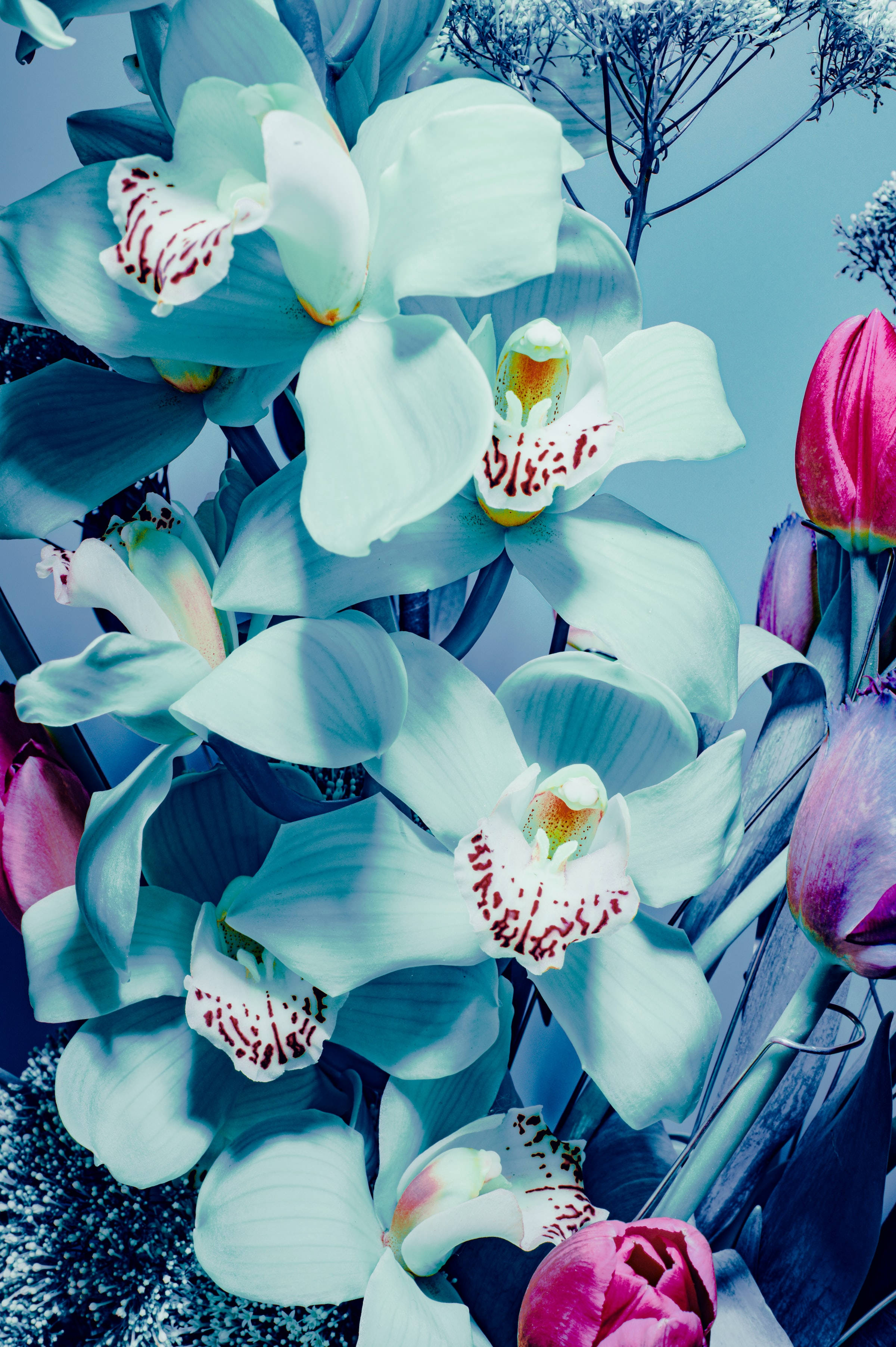 Enchanting Orchid Aesthetic Wallpaper For Your Space