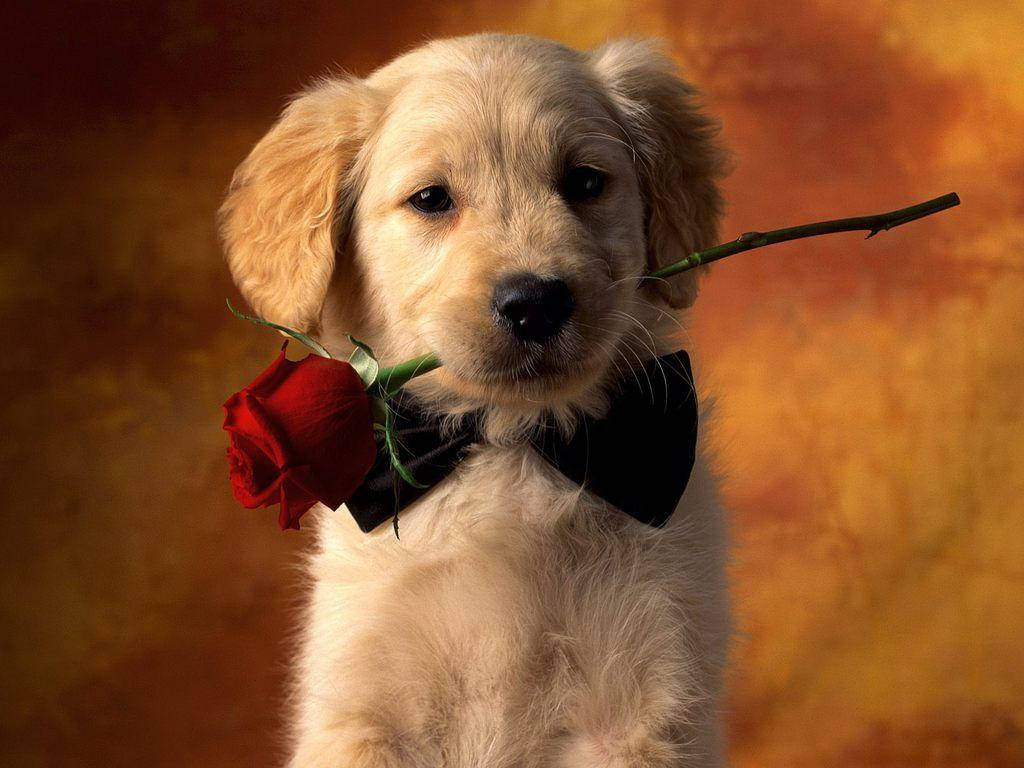 Cute Brown Puppy With Red Rose Wallpaper