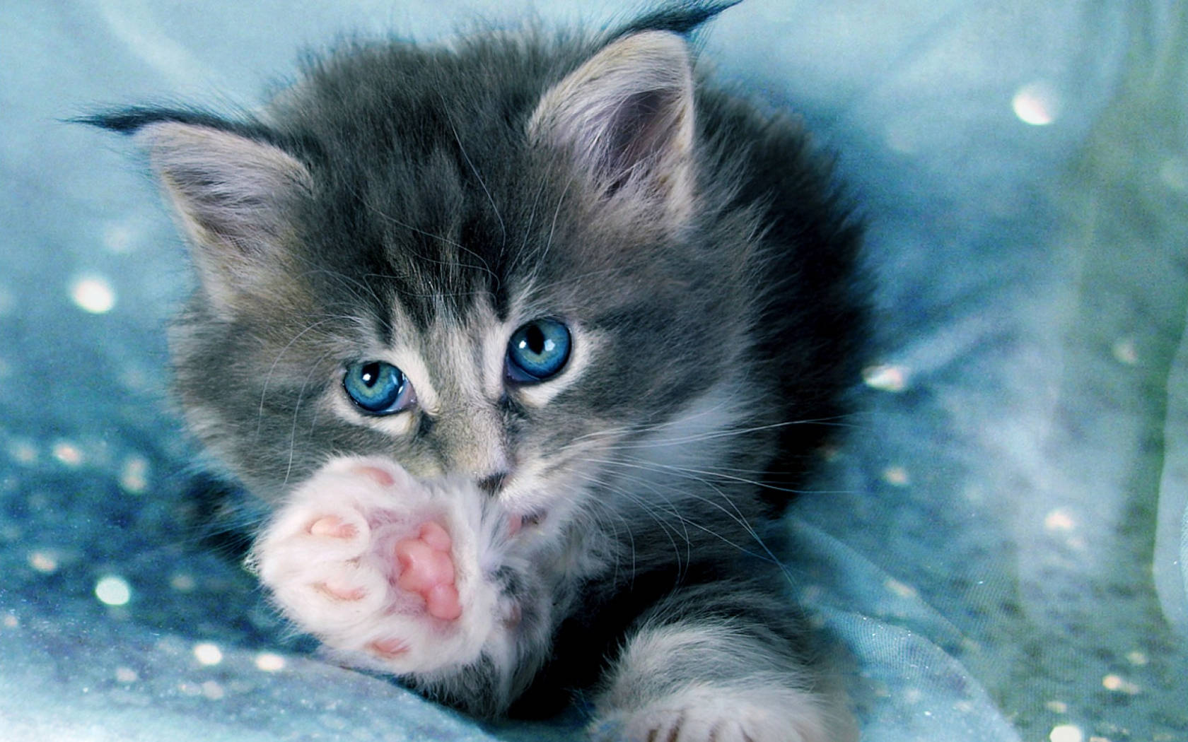 Cute Cat Charming Wallpaper