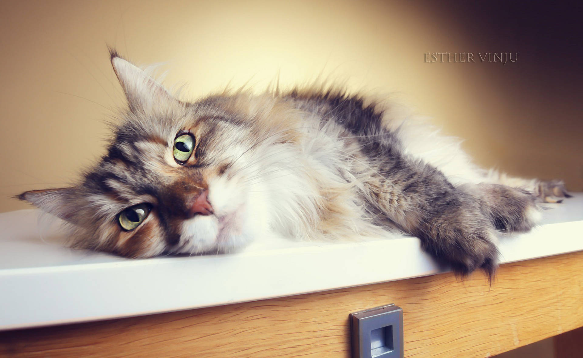 Cute Cat Lying In Table Wallpaper