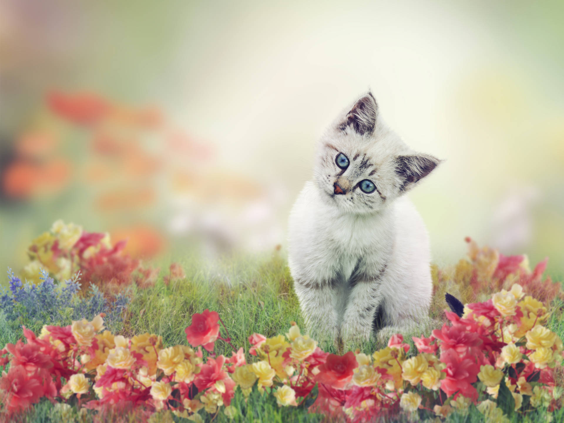 Cute Cat On Flower Field Wallpaper