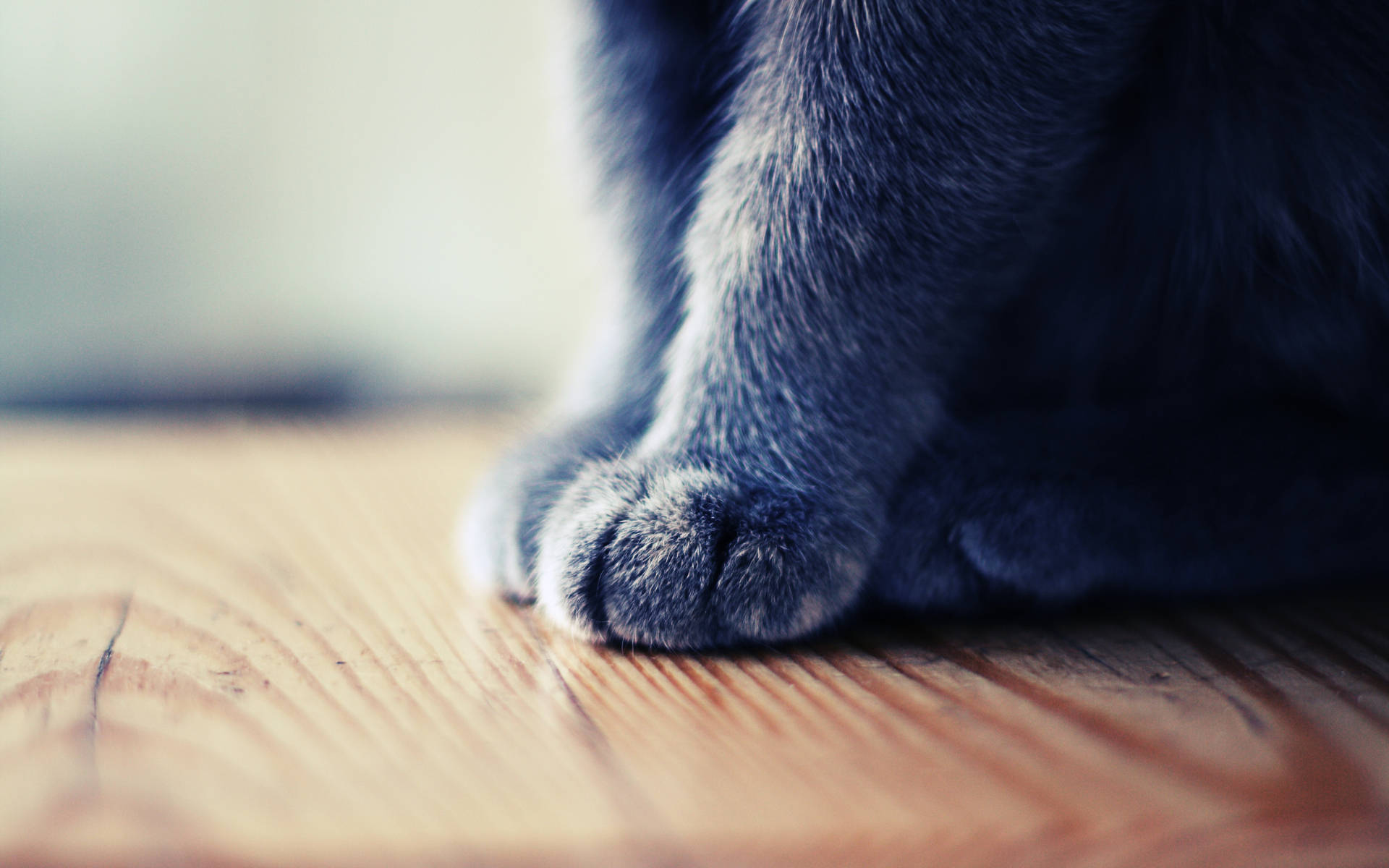 Cute Cat Paws Wallpaper