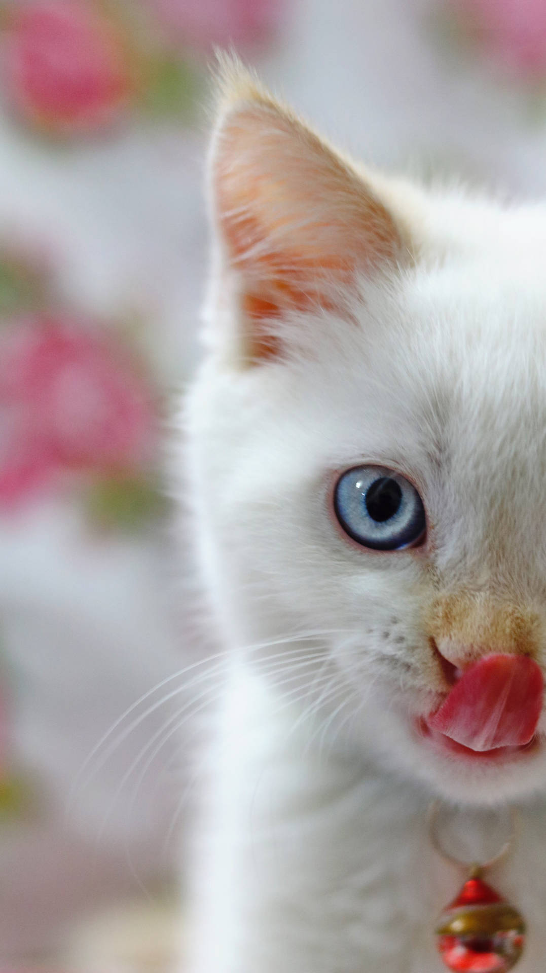 Cute Cat Photography Wallpaper