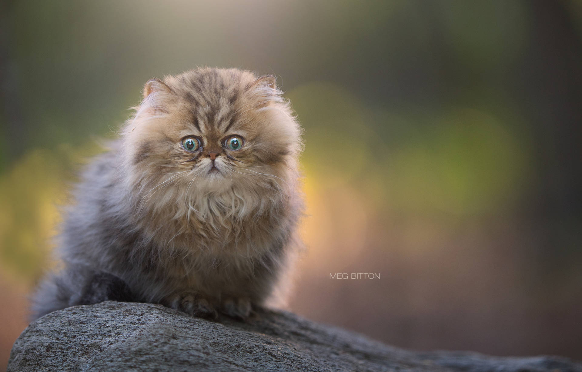 Cute Cat Sitting On A Rock Wallpaper