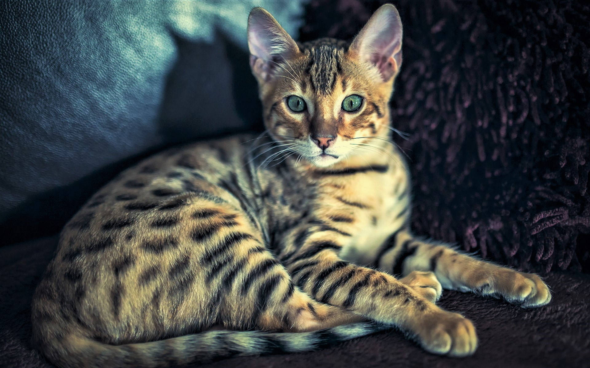 Cute Cat Sitting On Sofa Wallpaper