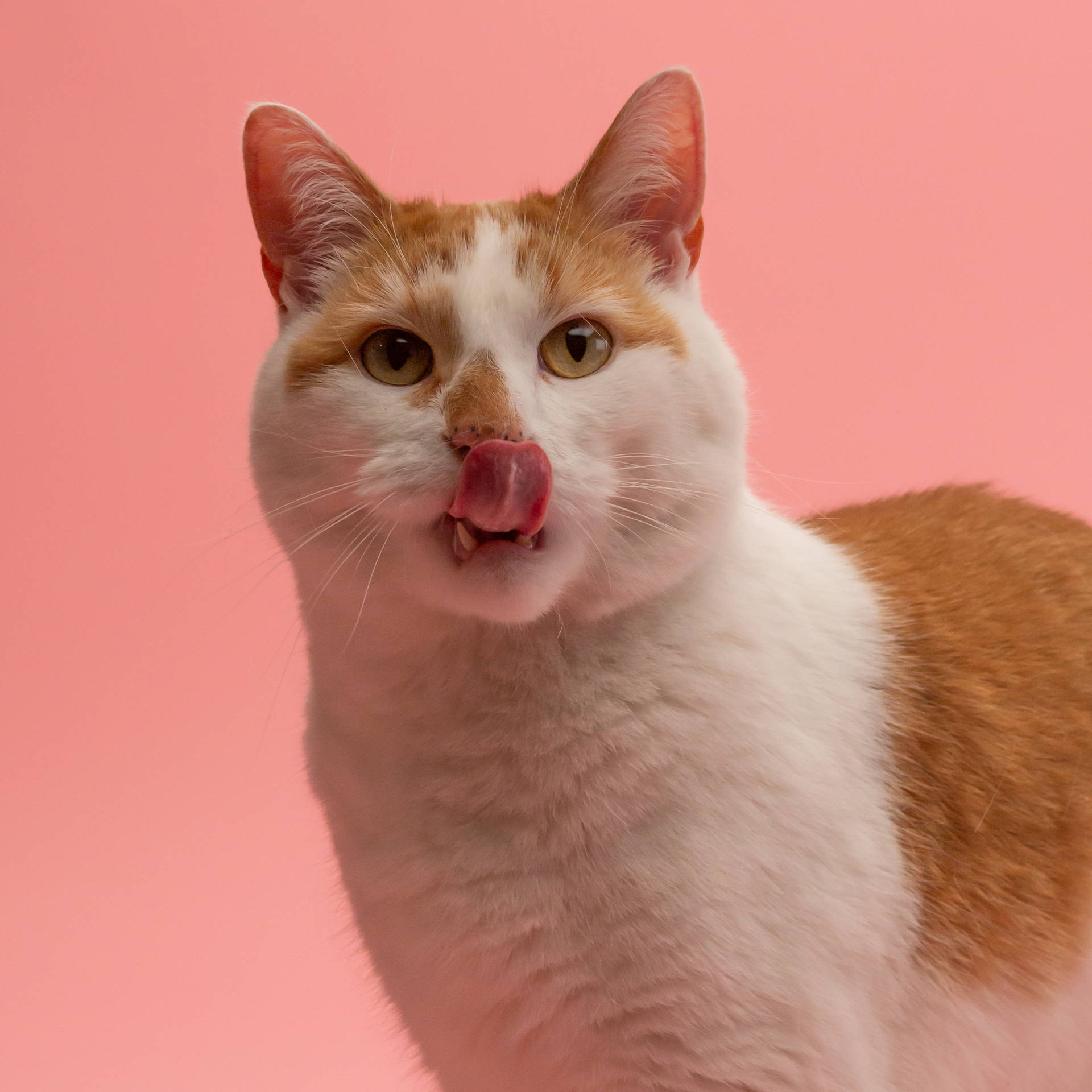 Cute Cat Tongue Wallpaper