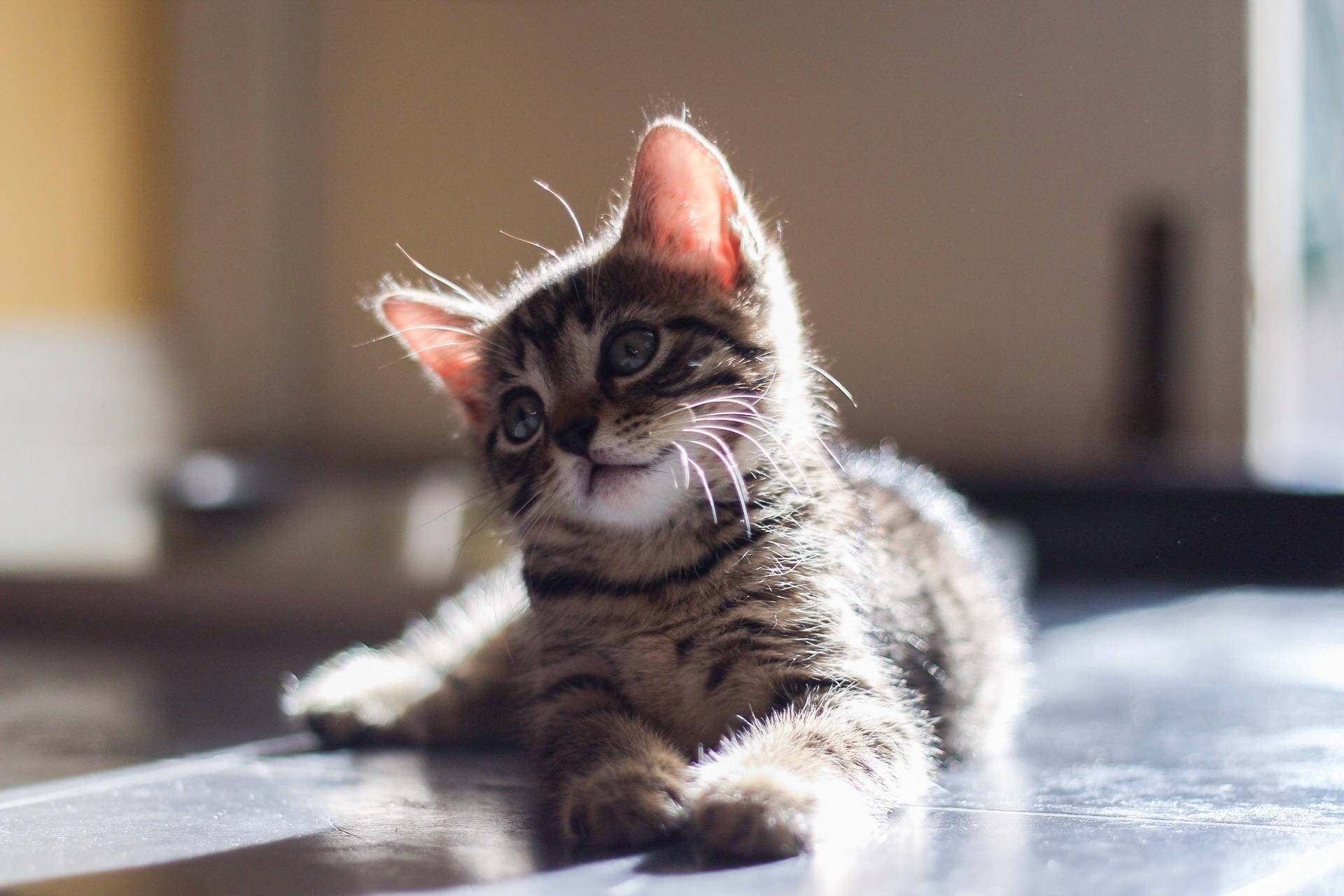 Cute Cat Under Sunlight Wallpaper