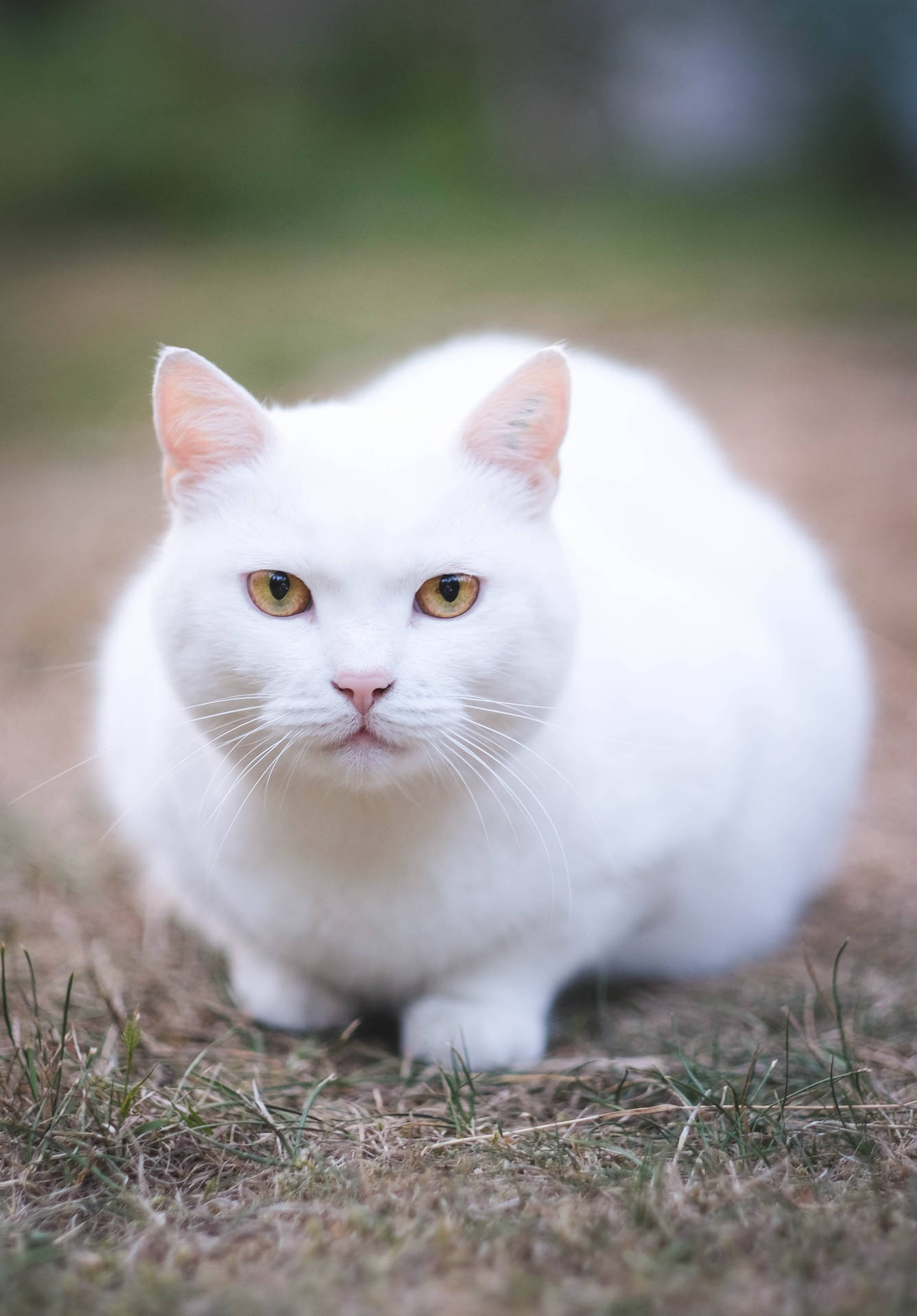Cute Cat White On The Ground Wallpaper