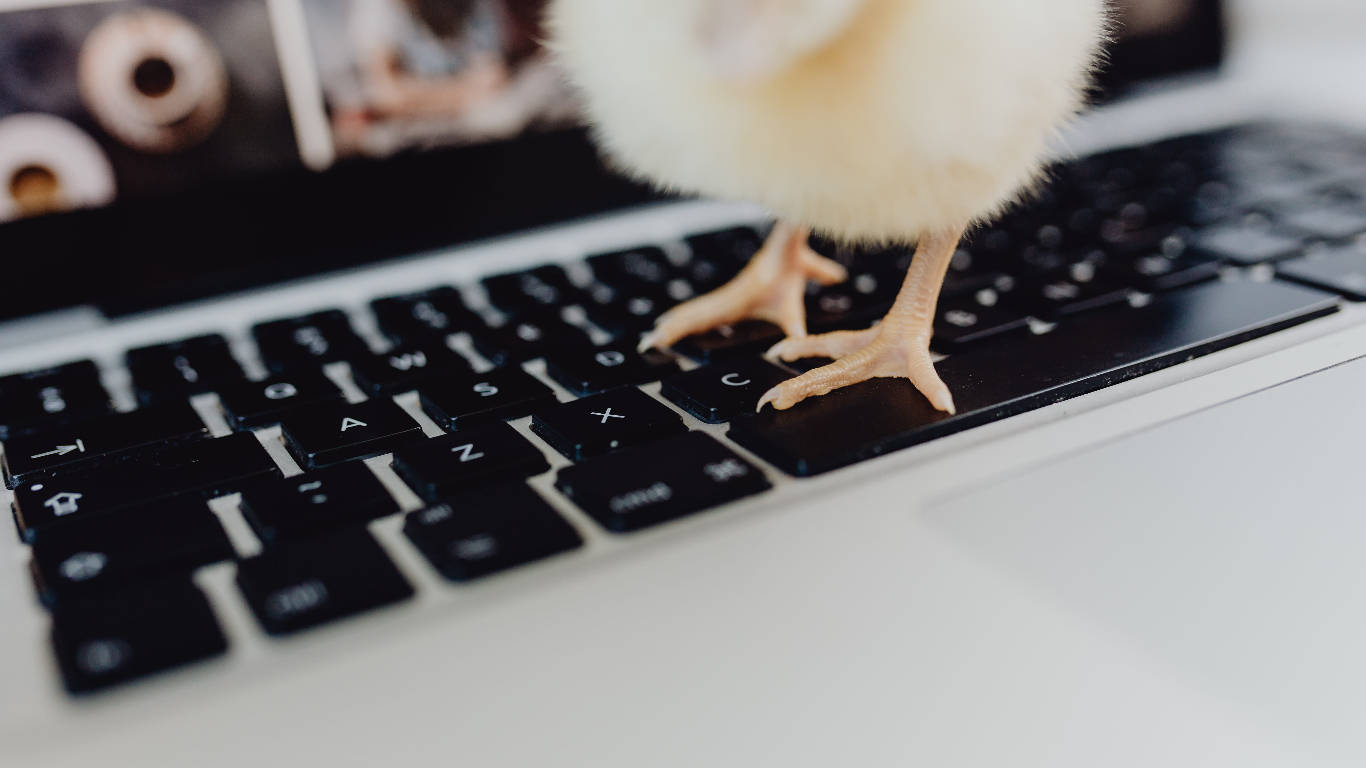 Cute Chick On Classic Keyboard Wallpaper
