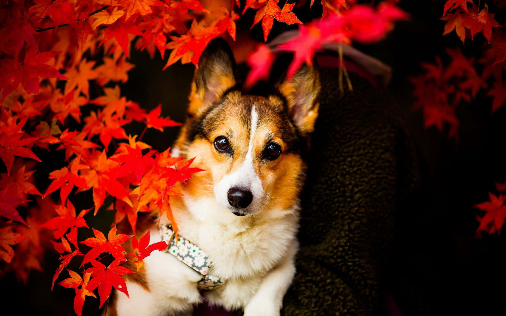 Cute Corgi Autumn Leaves Wallpaper