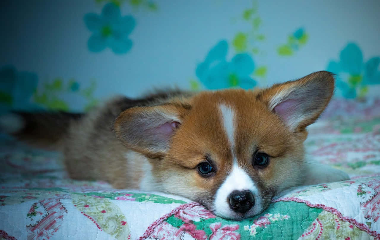 Cute Corgi Puppy In Bed Wallpaper