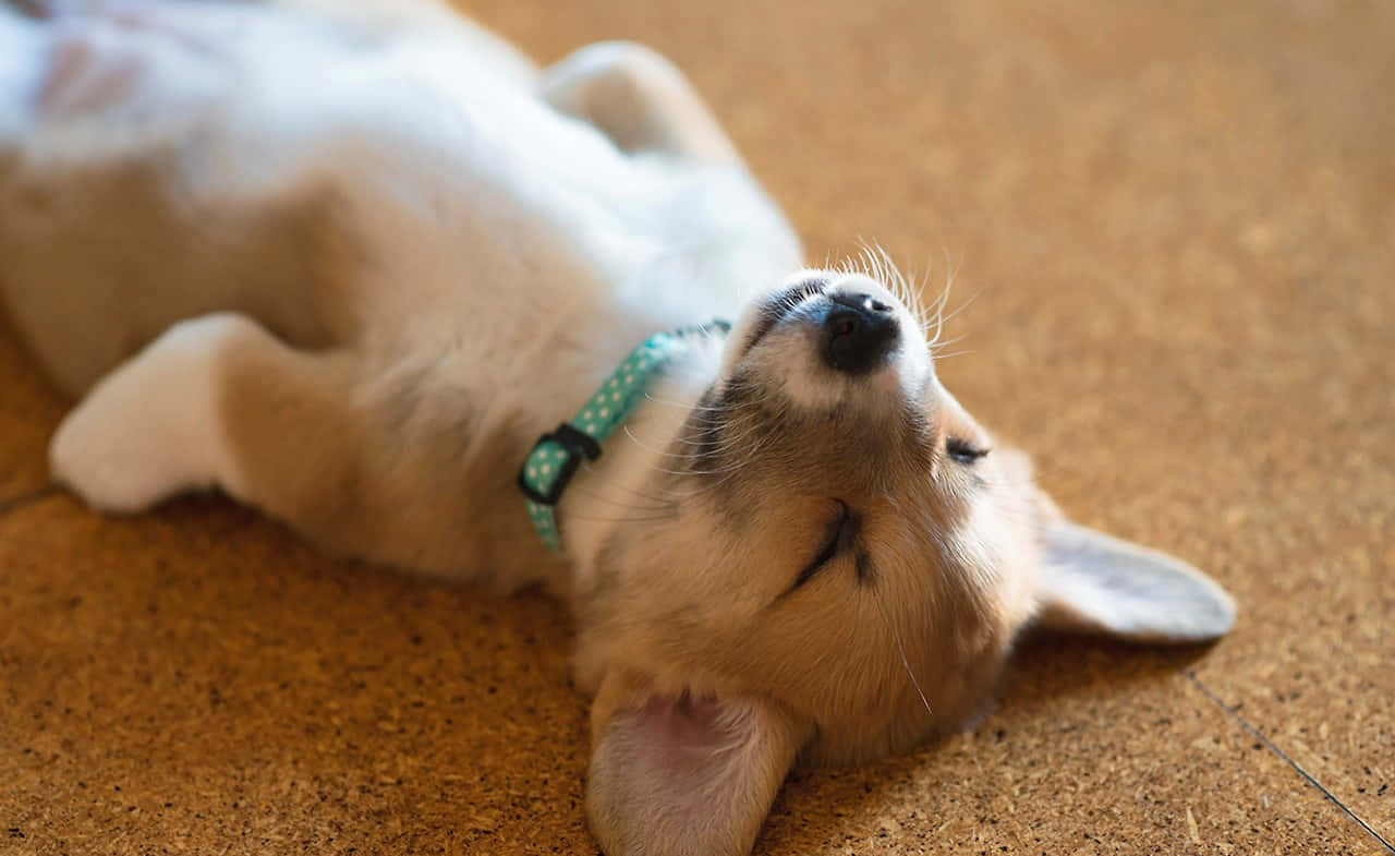 Cute Corgi Puppy Sleeping Like Human Wallpaper