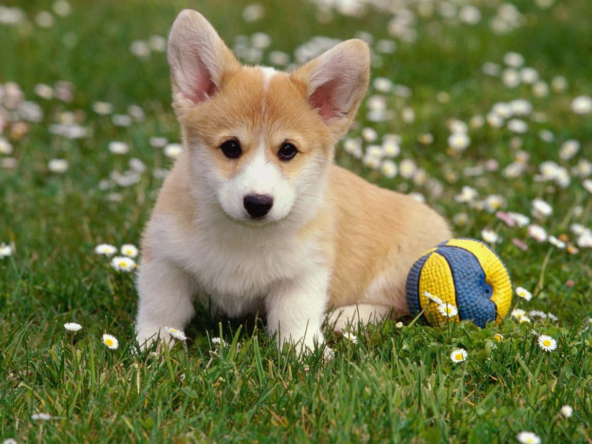Cute Corgi Puppy With Ball Wallpaper