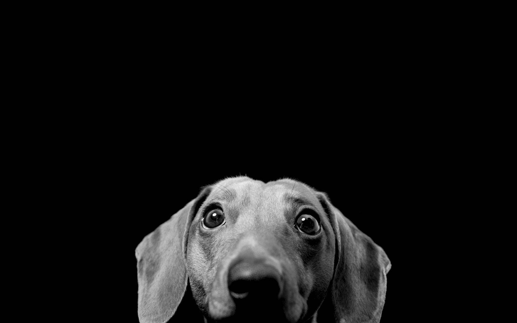 Cute Dachshund Dog Wallpaper