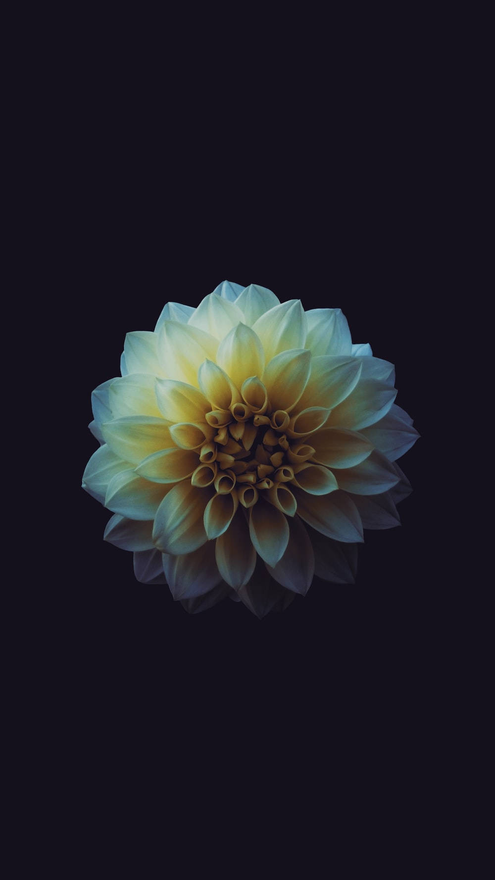 Cute Dark Girly Macro White Dahlia Wallpaper