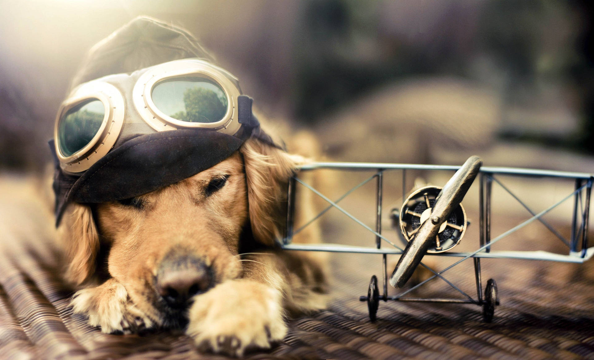 Cute Dog Bi-plane Toy Wallpaper