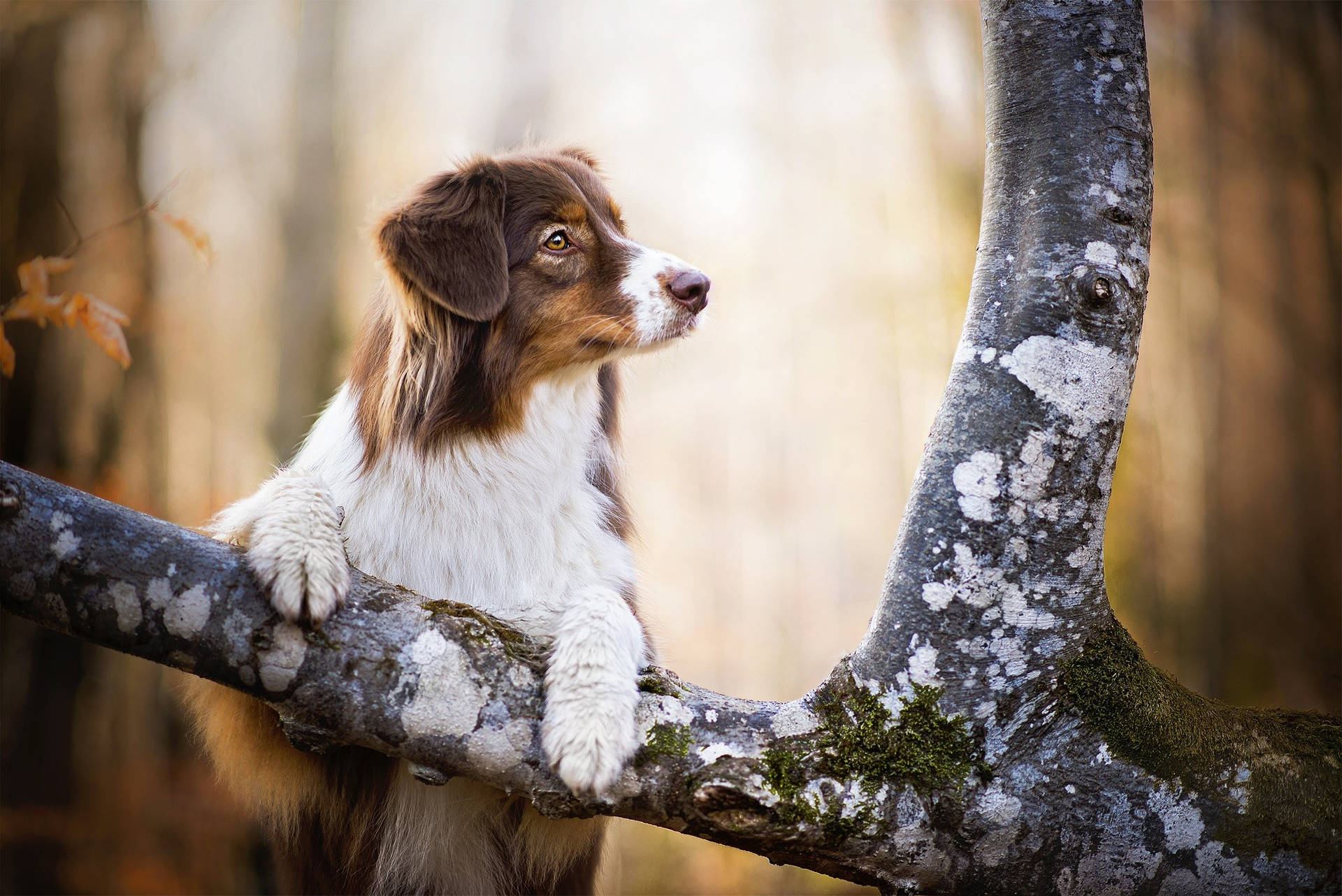 Cute Dog Climbing On Tree Wallpaper