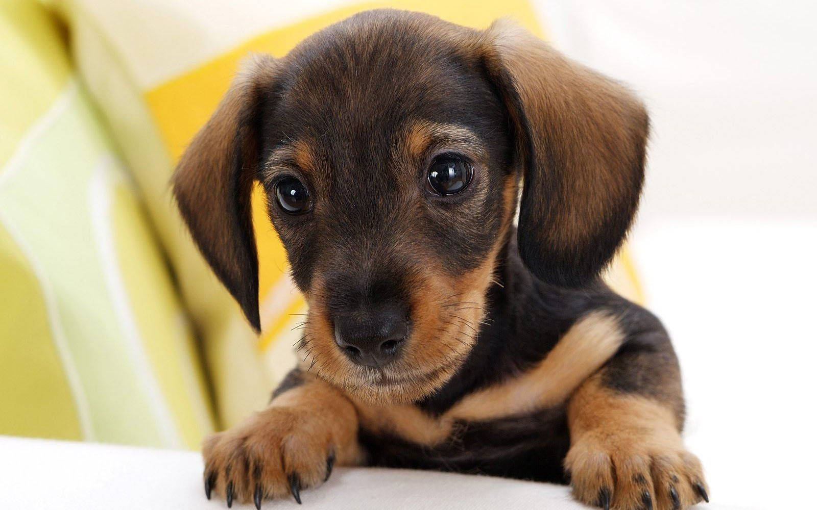 Cute Dog Dachshund On Sofa Wallpaper